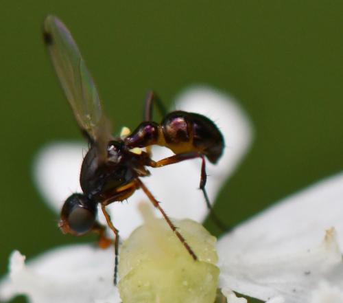 Réf. 288 397 : Sepsis thoracica
